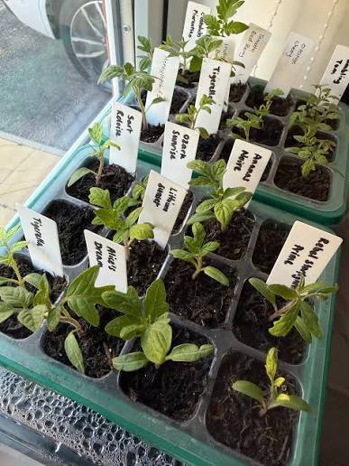Farmer Advisory: Beyond Selling Seedlings