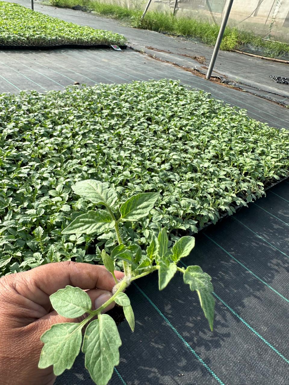 Tomato Crops