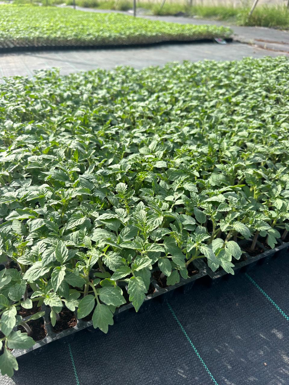 Tomato Crops