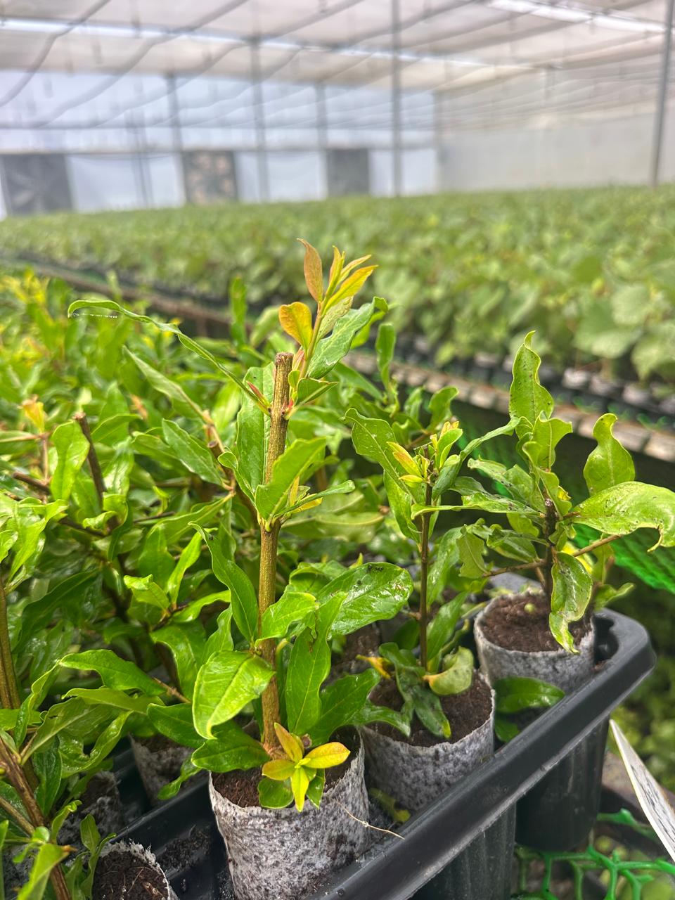 Pomegranate Crop