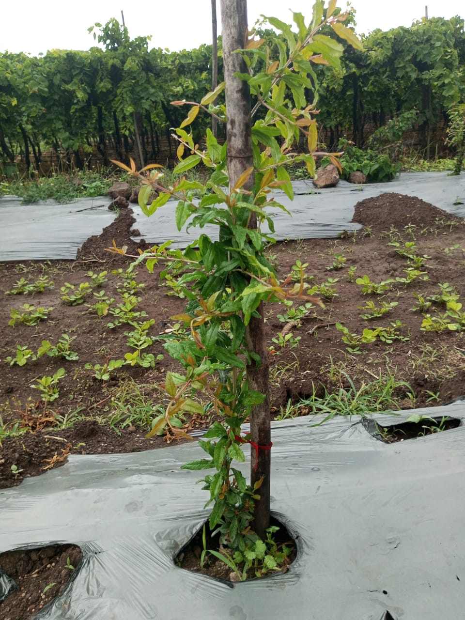 Pomegranate Plant