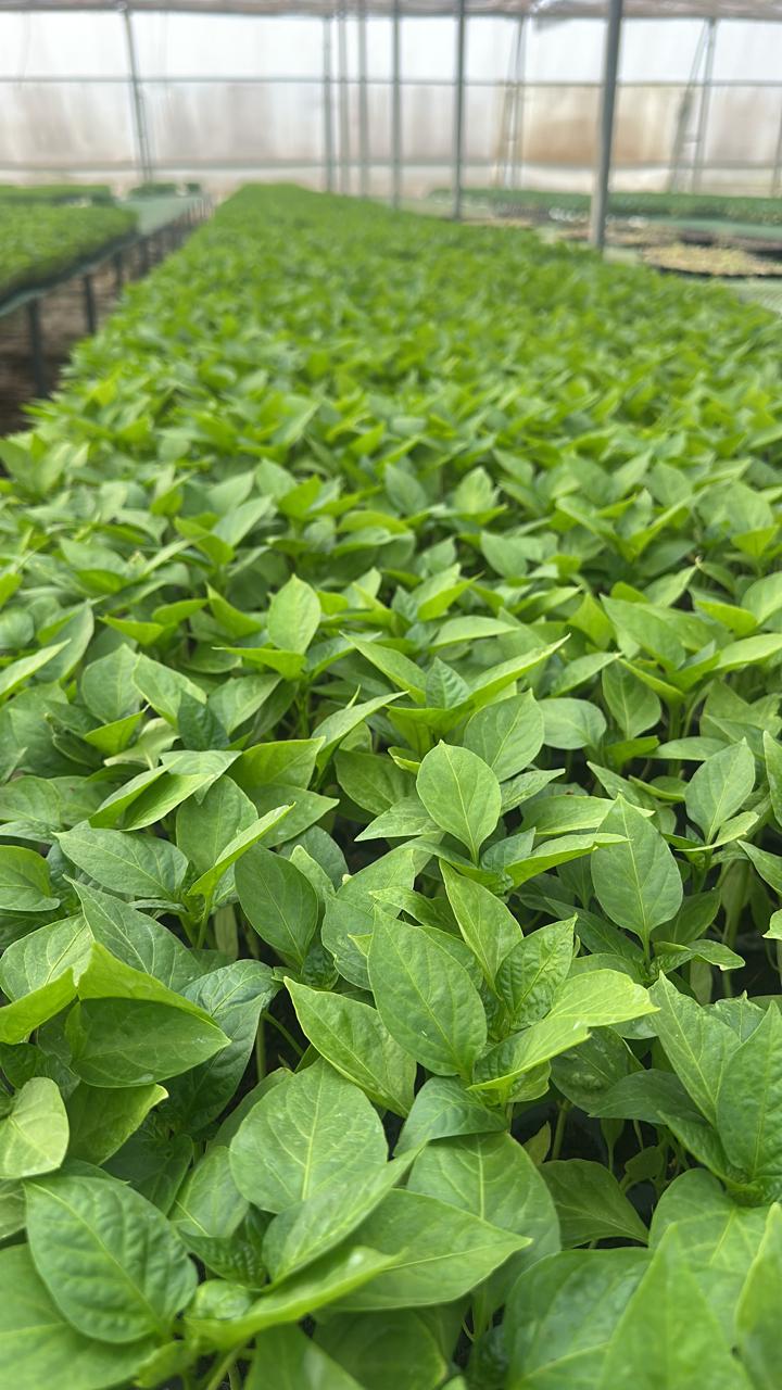 Chili Crops