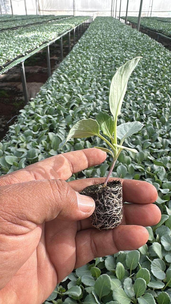 Cabbage Crops