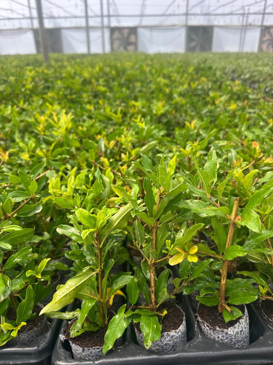 Pomegranate Crops