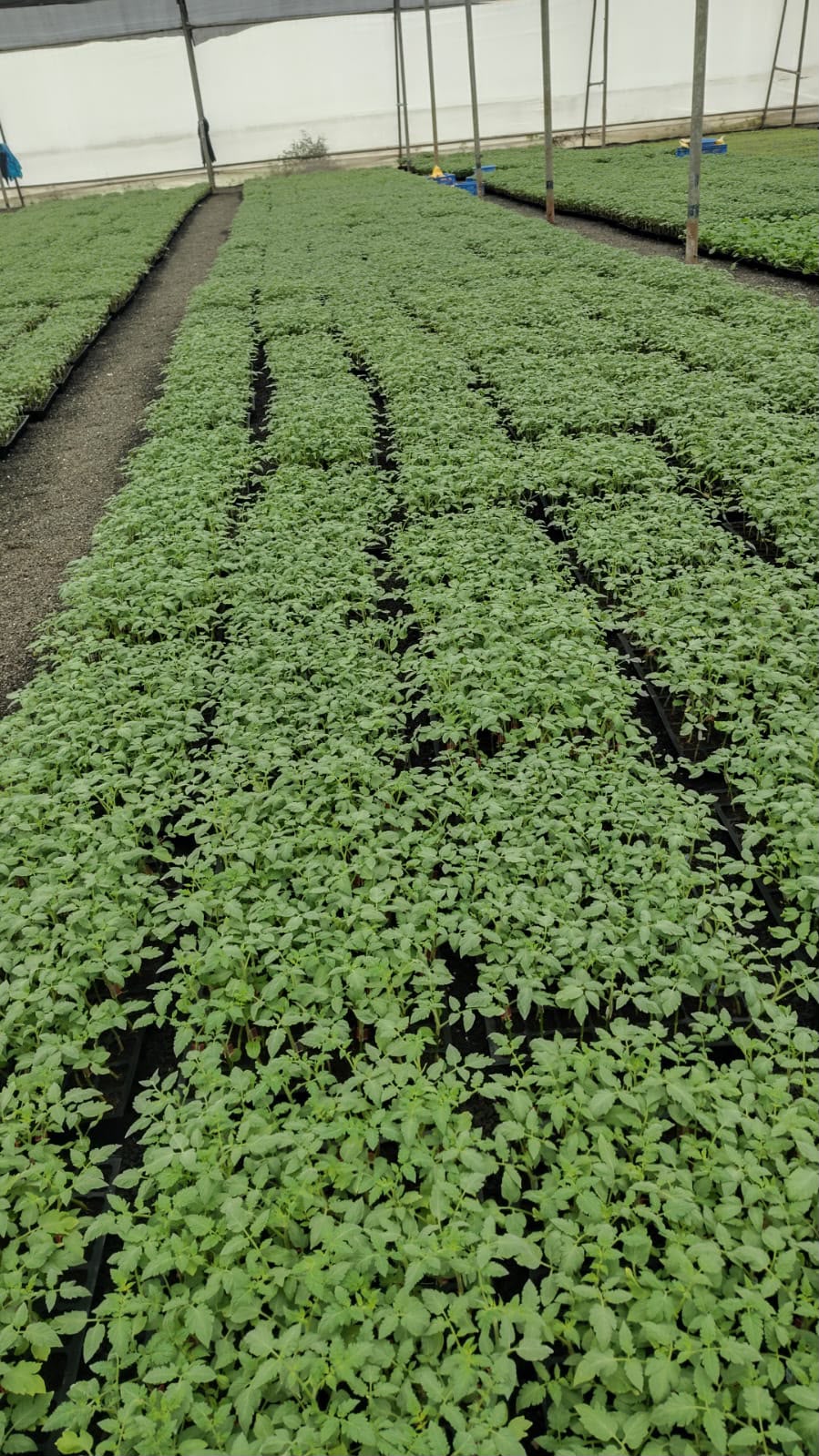 Crops