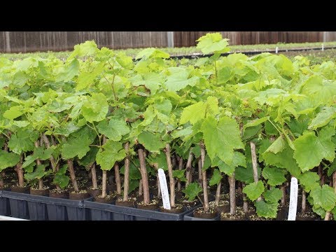 Rootstock Bangalore Dogridge