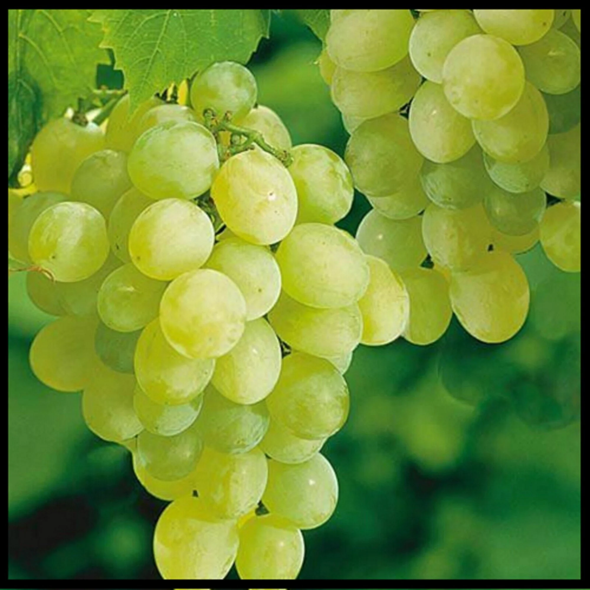 Bench-Grafted Thompson Seedless Grapes