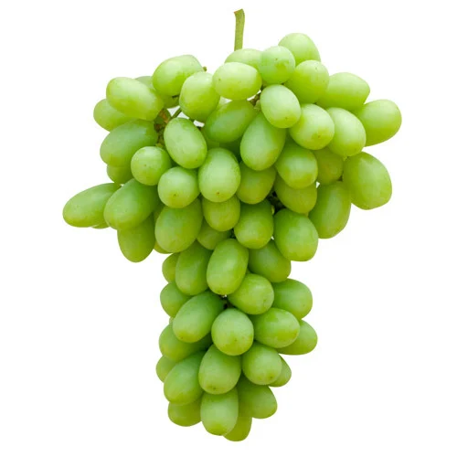 Bench-Grafted Sudhakar Grapes