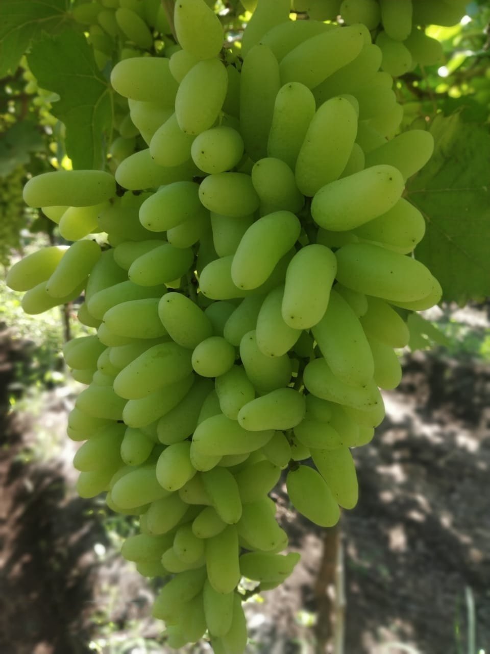 Bench-Grafted SSN Grapes