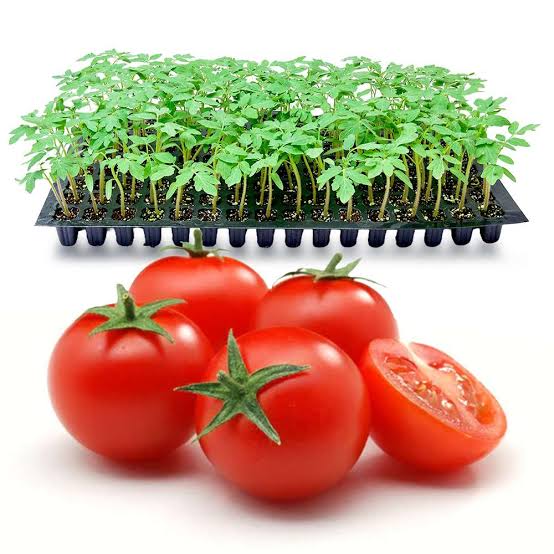 Grafted Tomato
