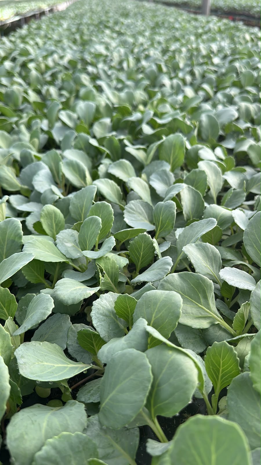 Mirchi